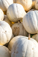 White pumpkins