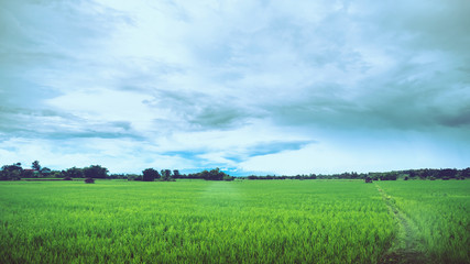 Obraz premium Rural landscape. Fields in season Natural mountains.