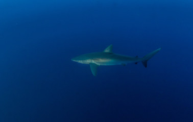 Silky shark