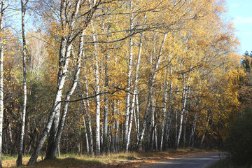 beautiful scene in yellow autumn birch forest in october with fallen yellow autumn leaves