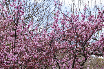 Pink cherry blossom tree. Blooming sakura tree branches, cloudy blue sky background.