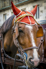 Horse head close up. Portrait of a decorated brown fiaker carriage horse in Vienna, Austria.
