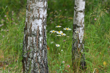 Chamomile and birch