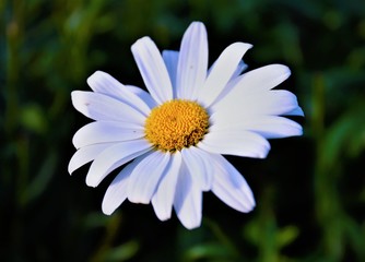 Obraz premium white and yellow daisy flower