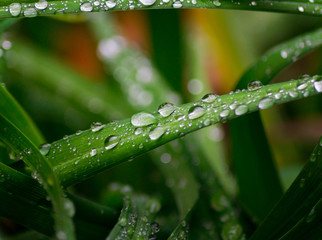 Nahaufnahme von kleinen Regentropfen auf grünen Grashalmen