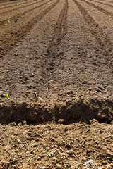 Land plowed with beds and furrows, ready for planting vegetables