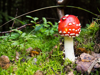 Amanita muscaria