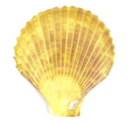 Yellow shell see pectinidae on the white