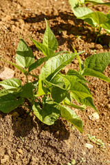 Close-up of growing bean sprouts