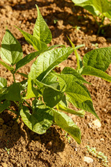 Close-up of growing bean sprouts
