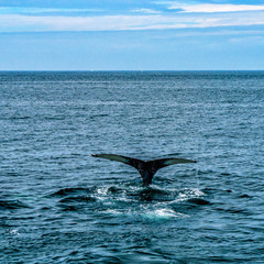 Fototapeta premium Humpback Whale Provincetown, Cape Cod, Massachussetts, US