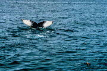 Fototapeta premium Humpback Whale Provincetown, Cape Cod, Massachussetts, US