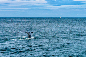 Fototapeta premium Humpback Whale Provincetown, Cape Cod, Massachussetts, US