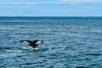 Fototapeta premium Humpback Whale Provincetown, Cape Cod, Massachussetts, US