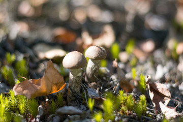 Close-up mushroom Leccinum scabrum grows in the forest. Little mushrooms, soft bokeh, green grass, leafs. Sunny summer day after rain