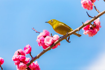 The Japanese White-eye.The background is red plum blossoms. Located in Tokyo Prefecture Japan.