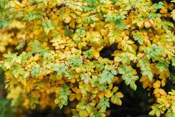 Autumn bush nature, yellow green foliage, in summer in the park, on the roadside.