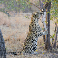 Strong and hungry leopard catch a rock python
