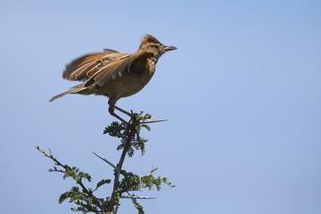 Rufous-naped lark sit on branch and call to claim his territory