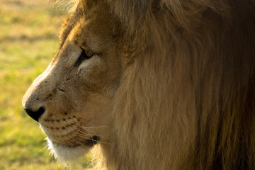 Profilo di leone in Sudafrica