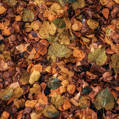 Brightly yellow yellow leaves in a park on the ground. Autumn day in the city. Nature in the fresh air.