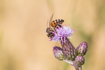 Honigbiene auf Acker-Kratzdistel-Blüte