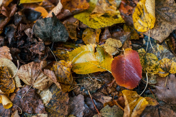 Multicolored wet leaves after a rain. Autumn milking. Drops of water on the leaves. Beautiful background of leaves on the ground.