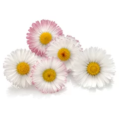 Garden poster Daisies Beautiful daisy flowers isolated on white background cutout