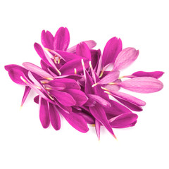 Lilac chrysanthemum flower petals isolated on white background