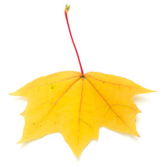 colorful autumn maple leaf isolated on white
