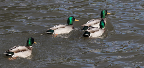 Stockenten auf Brautschau