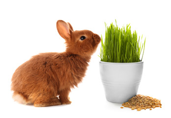 Obraz premium Cute funny rabbit on white background