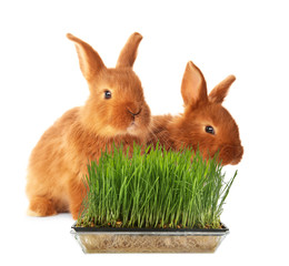 Obraz premium Cute funny rabbits on white background