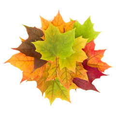 colorful autumn maple leaf isolated on white background