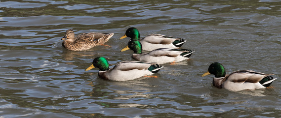 Obraz premium Stockenten auf Brautschau
