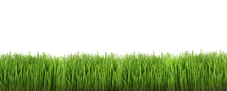 Wheat grass on white background