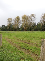 Weideland am Niederrhein im Oktober