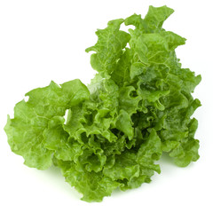 fresh green lettuce salad leaves isolated on white background