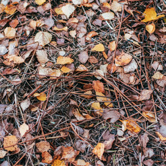Beautiful wet foliage in the daytime after the rain close up.