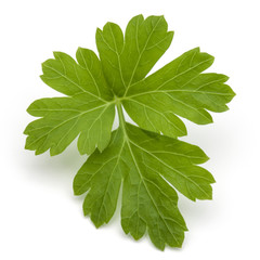 Fresh parsley herb leaves  isolated on white background