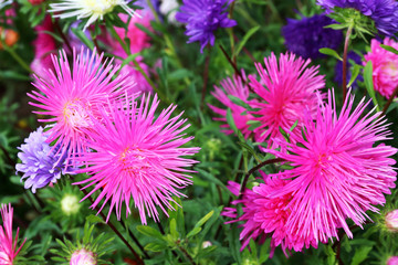 Asters are easy plants with beautiful flowers
