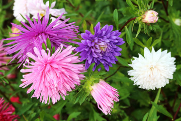 Obraz premium Bouquet of colorful Asters flowers in the garden