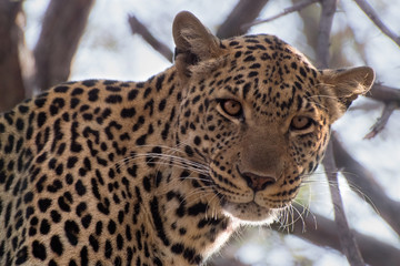 Leopardo in Sudafrica