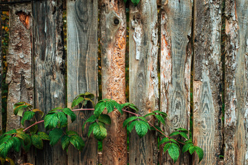 Wooden fence. Old gray boards. Wooden background. A fence an autumn day in nature. Old wood planks. With leaves of bushes green orange.