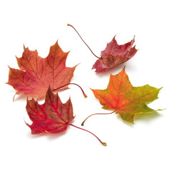 colorful autumn maple leaf isolated on white background