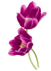 Two lilac tulip flowers isolated on white background cutout - obrazy, fototapety, plakaty