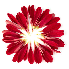 Red chrysanthemum flower petals isolated on white background