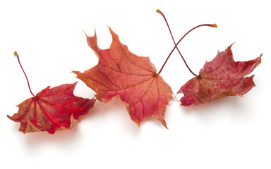 colorful autumn maple leaf isolated on white background