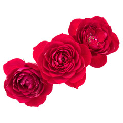 red rose flower bouquet isolated on white background cutout
