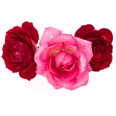 red and pink rose flower bouquet isolated on white background cutout
